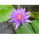 ดอกบัวสกุล Nymphaea nature102