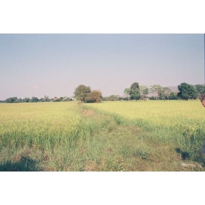 ทุ่งนาข้าว-landscape02