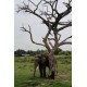 ช้างเอเซีย animal59