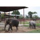 ช้างเอเซีย animal59