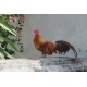 ไก่แจ้ animal 76