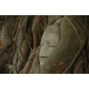 the head of thesandstone Buddha Image